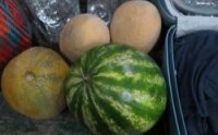 В Крым пытались незаконно ввезти 725 кг овощей и фруктов