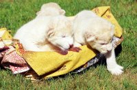 В «Тайгане» родились четыре белых львенка