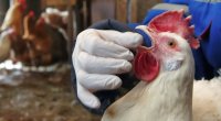 Новости » Общество: В Крыму создали лабораторию по выявлению гриппа птиц и АЧС