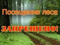 Новости » Общество: Крымские власти могут продлить запрет на посещение лесов