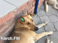В Керчи около центрального рынка появились бездомные собаки с бирками в ушах