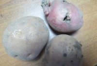 Новости » Криминал и ЧП: В Крым незаконно пытались ввезти картофель, баклажаны и помидоры