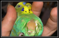 Новости » Общество: В Крым пытались незаконно ввезти попугая с подозрением на птичий грипп