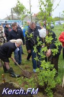 Новости » Общество: С работников администрации и депутатов Керчи собирают деньги на деревья