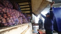 Новости » Общество: В Крым пытались провезти зараженные яблоки и картофель