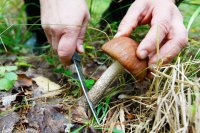 МЧС Крыма сообщает рекомендации при сборе грибов