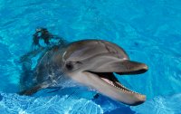 В Керченском проливе увеличилась популяция дельфинов