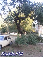 Ветер продолжает ломать огромные ветки деревьев в Керчи
