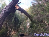 В Керчи коммунальщики более полумесяца не могут убрать упавшее дерево