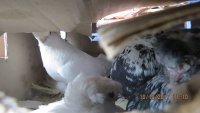 В Крым пытались незаконно ввезти голубей с подозрением на грипп