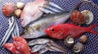 Любителям рыболовам напоминают, когда запрещена рыбалка в Керченском проливе