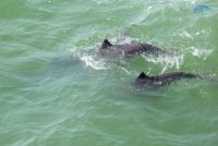 Новости » Общество: Ученые завершают осеннюю экспедицию за наблюдением дельфинов на Крымском мосту