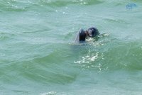 Ученые завершают осеннюю экспедицию за наблюдением дельфинов на Крымском мосту