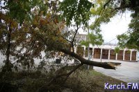 Новости » Общество: В Керчи на набережной ветка с дерева упала на провода