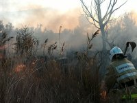 Новости » Общество: Под Керчью спасатели час тушили возгорание лесополосы