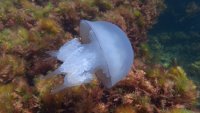 Новости » Общество: К лету пляжи Крыма хотят защитить от медуз