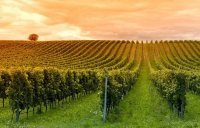 До 2020 года в Крыму планируют заложить 3,5 тыс га новых виноградников
