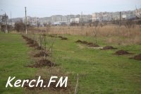 Новости » Общество: На Ворошилова в Керчи высадили молодые деревья