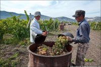 Новости » Общество: Крыму выделили 200 млн рублей на закладку виноградников и увеличение надоев молока