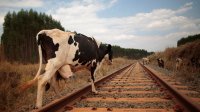 Новости » Общество: В Керчи запретили выпас скотины около железной дороги