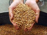 За 2017 год Россельхознадзор проинспектировал 133 тысячи тонны зерна