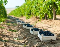 Крымские аграрии планируют заложить 1 тыс га виноградников и 900 га садов