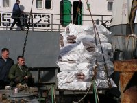 Крымские рыбаки поймали в два раза больше хамсы, чем в прошлом году