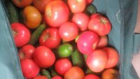Новости » Криминал и ЧП: В Крым снова незаконно пытались ввезти 47 кг овощей и 52 кг фруктов