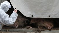 В Крыму нашли труп свиньи с вирусом АЧС