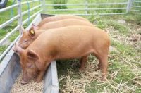 В Ленинском районе снова разрешили содержать свиней