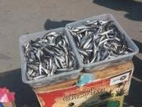 Новости » Общество: В Керчи сожгли 200 кг  рыбы
