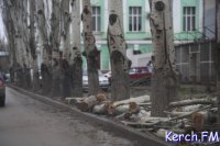 Новости » Общество: На Кирова в Керчи спилили десять тополей