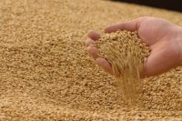 Новости » Криминал и ЧП: В Крыму нашли 711 тонн ядовитого зерна