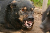 Новости » Общество: В Крыму участились случаи бешенства животных