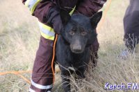 В Керчи спасли собаку, которая упала в шестиметровую яму (видео)