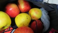Новости » Общество: В Крым пытались ввезти больше 250 кг овощей, фруктов и семян