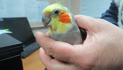 Новости » Общество: В Крым пытались незаконно ввезти попугая
