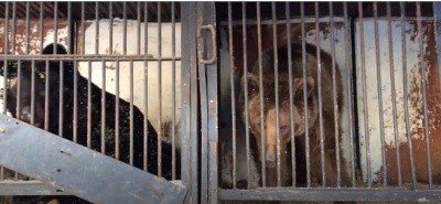 «Тайган» примет трех цирковых медведей, найденных на автостоянке в Самаре