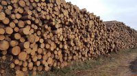 Новости » Общество: Крым продаст с аукционов более 270 кубометров древесины