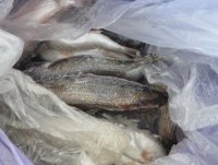 В Крым снова незаконно пытались ввезти более 100 кг продукции животного происхождения