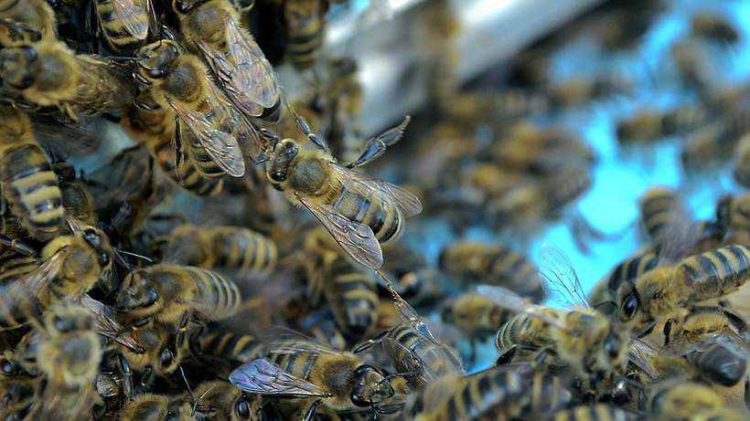 Пчелы купить в нижегородской. Рой пчел. Пчелы атакуют. Рой пчел атакует. Пчелы два корпуса.