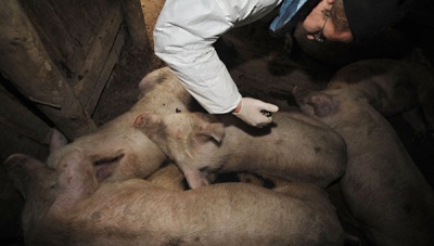 В Крыму зафиксировали новые вспышки африканской чумы свиней