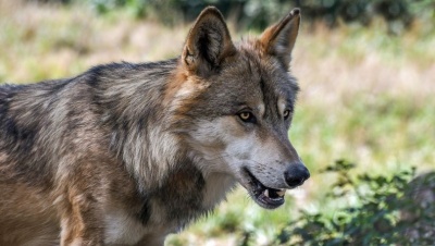 В Крыму отменили карантин из-за бешеного волка на землях природного заповедника