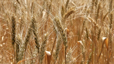 Крымский агрохолдинг хочет поставлять пшеницу в Сирию