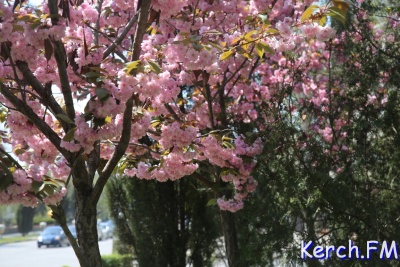 Скоротечная красота: в Керчи цветут сакуры