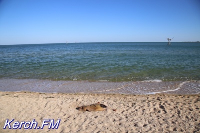 Новости » Экология: Мертвого дельфина прибило к берегу на пляже в Аршицево