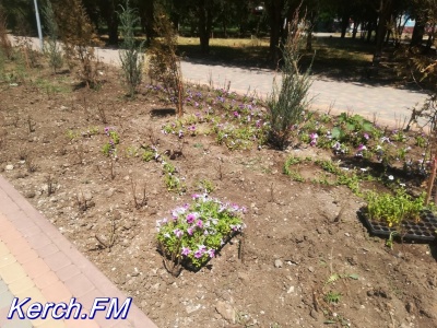 В Молодежном парке в Керчи высадили цветы