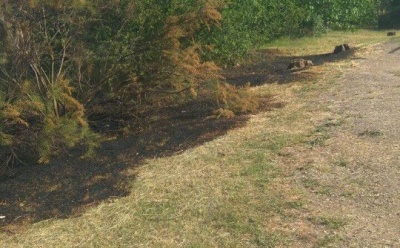 Вчера в Багерово горела сухая трава