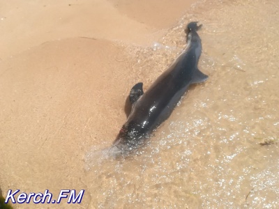 Мертвого дельфина снова прибило к побережью в Аршинцево
