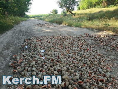 Под Керчью ямы на дорогах засыпают рапанами